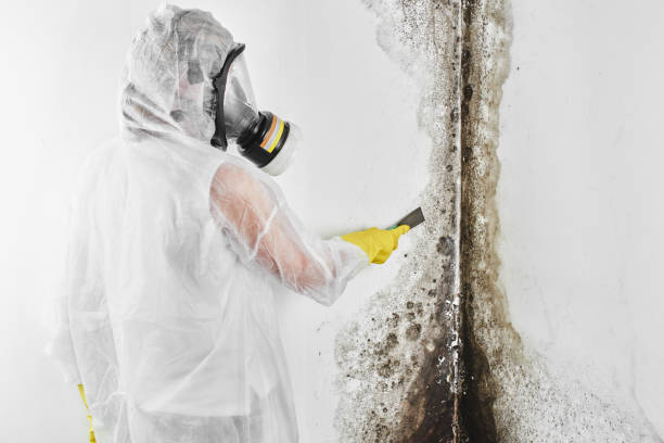 Best Crawl Space Mold Removal  in Leander, TX