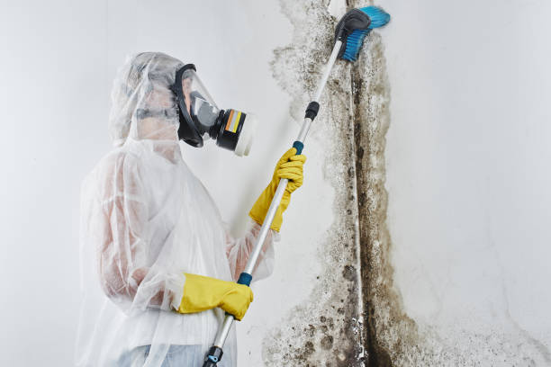 Best Commercial Mold Removal  in Leander, TX