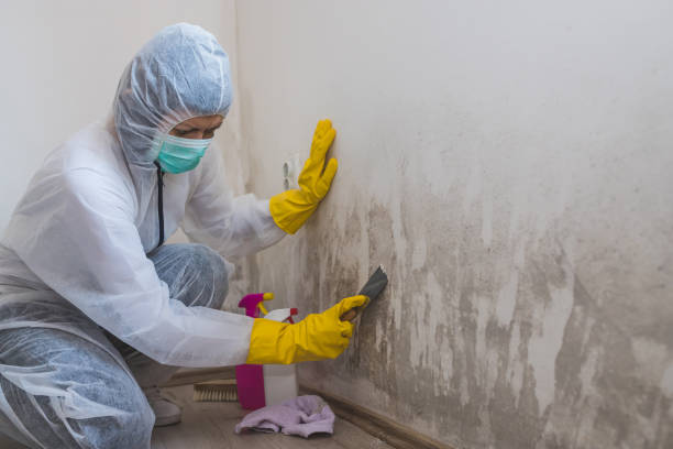 Trusted Leander, TX Mold Removal Experts