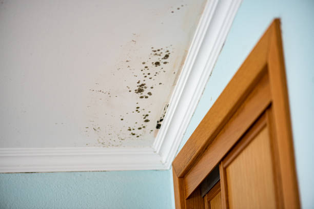 Best Mold Removal Near Me  in Leander, TX