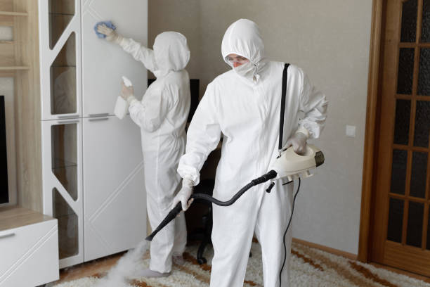 Attic Mold Removal in Leander, TX