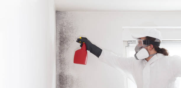 Best Same-Day Mold Removal  in Leander, TX