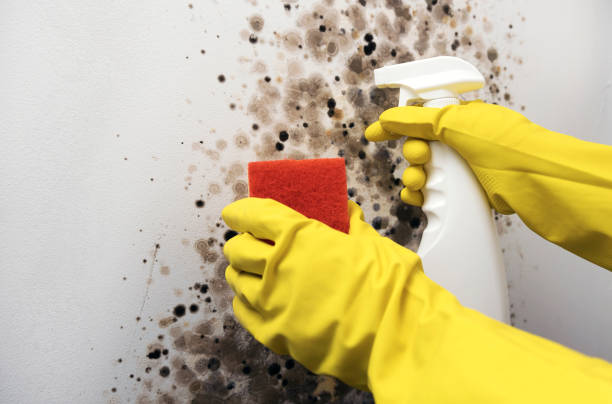 Best Crawl Space Mold Removal  in Leander, TX