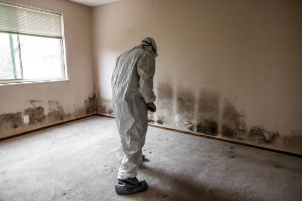Best Mold Inspection  in Leander, TX