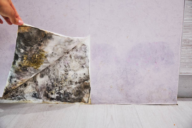Best Mold Remediation Services  in Leander, TX
